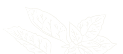 03258f37 desi obj 11.png